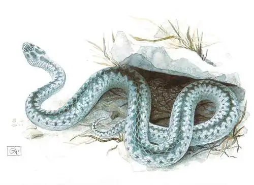 Animals themed postcard - European adder viper snake