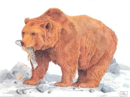Animals themed postcard - brown bear