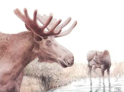 Animals themed postcard - elk