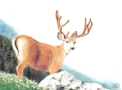 Animals postcard - Deer