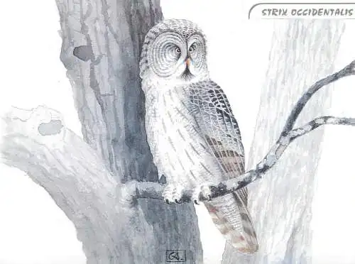 Animals postcard - Owl