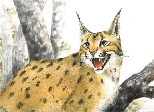 Animals postcard - Lynx