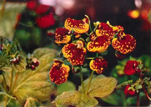 Romania floare Calceolarie calceolaria hybrida
