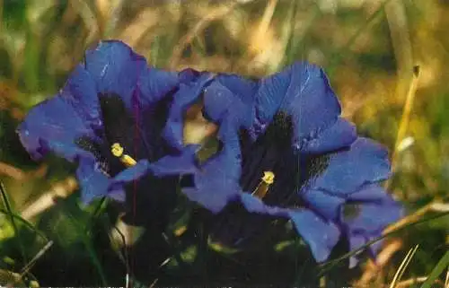 Romania gentiana excisa ghintura sau cupe