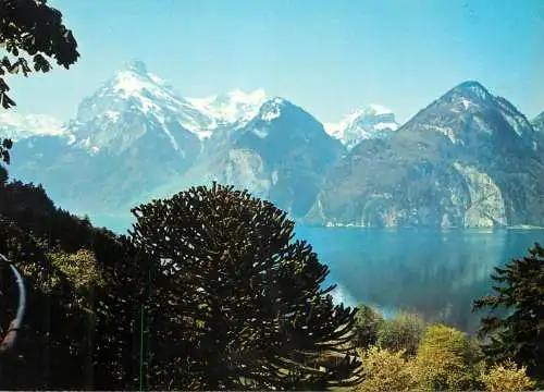 Switzerland Araukaria Baum beim Hotel Tellsplatte