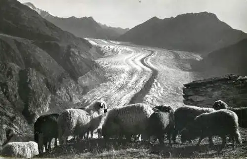 Switzerland Belalp ob Brig Great Aletschgletscher sheep