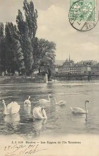 Suisse cpa Genève les Cygnes de l'Ille Rousseau