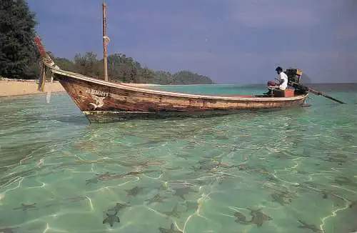 Thailand star fish Trang