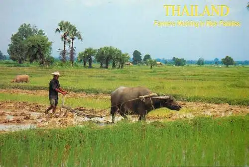 Thailand rice field farming