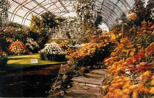 United States Illinois Garfiel park Chrysanthemum flower park