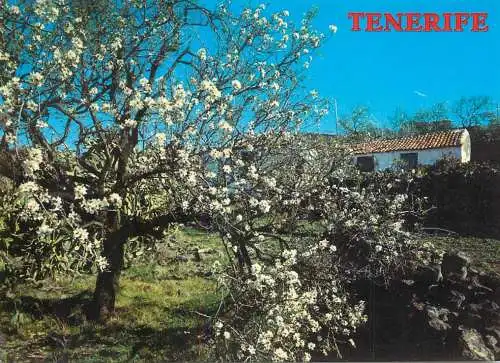 Spain Tenerife Islas Canarias