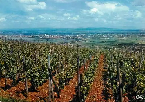 France Colmar Alsace wine