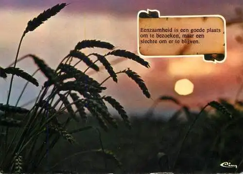 Wheat field detail aspect