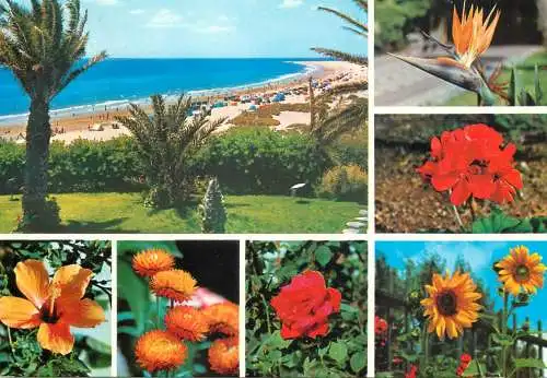 Spain Gran Canaria Playa del Ingles tropical flora several views