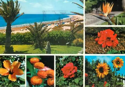 Spain Gran Canaria Playa del Ingles tropical flora multi view