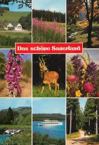 Germany Sauerland flora and fauna