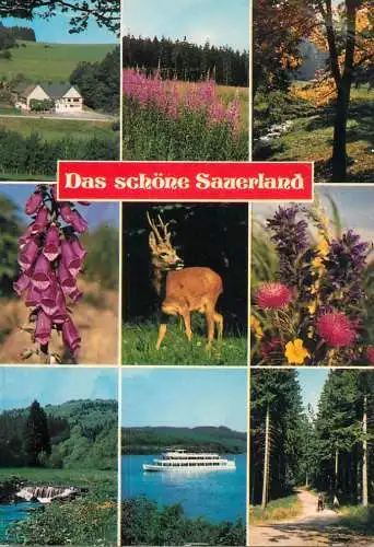 Germany Sauerland flora and fauna