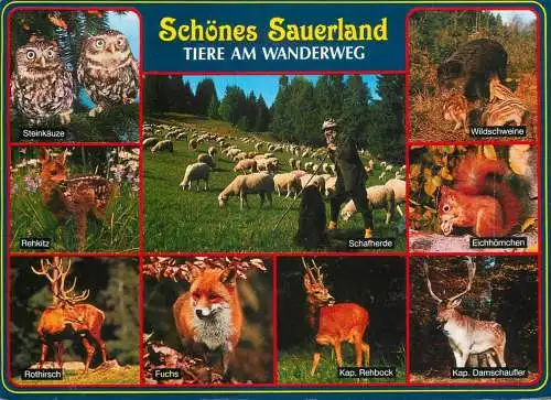 Germany Sauerland animals