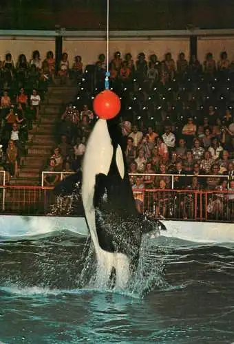 Netherlands Harderwijk Delphinarium Gudrun killer whale show