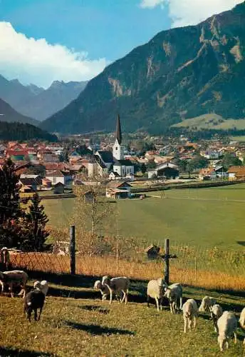 Austria Reutte Tirol sheep flock
