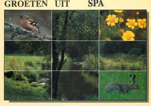 Belgium Spa animals forest