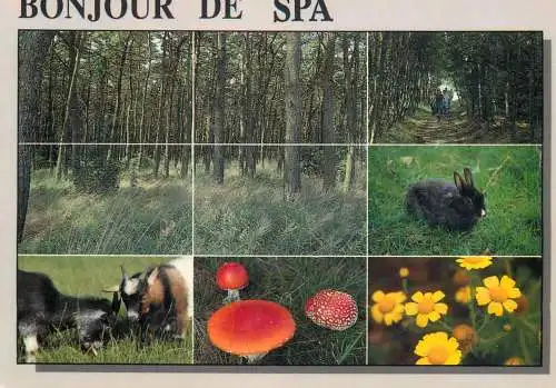 Belgium Spa animals forest