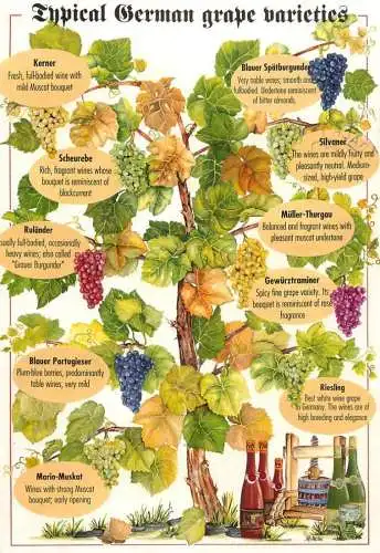 Typical german grape varieties