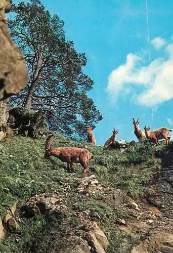 Animal types and scenes Steinbock Ibecs mountain goat