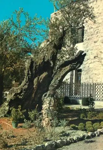 Israel Jerusalem Garden of Gethsemane olive tree