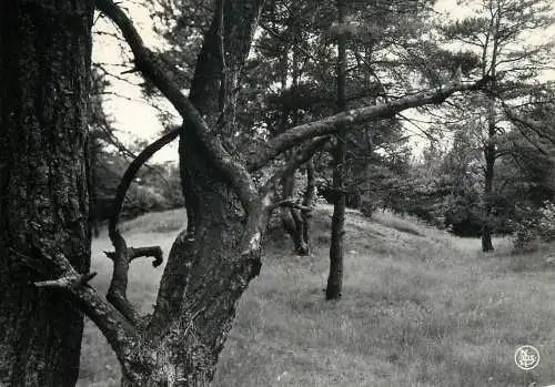 Belgium Zutendaal (Broek) Kampeerterrein Stelebos