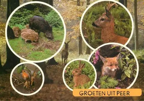 Belgium Erperheide Peer fox