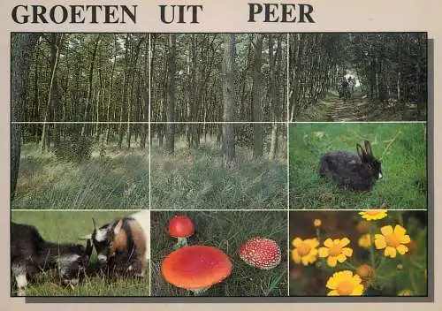 Belgium Erperheide Peer