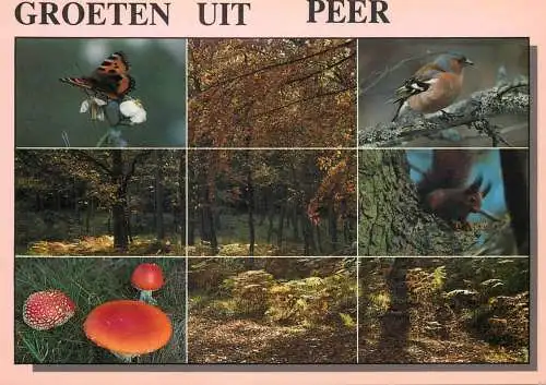 Belgium Erperheide Peer