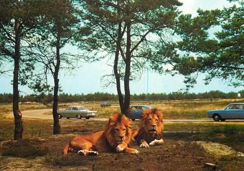 Netherlands Hilvarenbeek Beekse Bergen animals lions