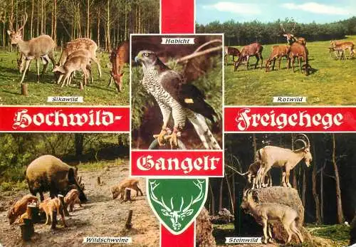 Wildlife animal types and scenes multi view deer stags wild boar hawk