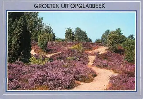 Belgium Groeten uit Opglabbeek lavender field