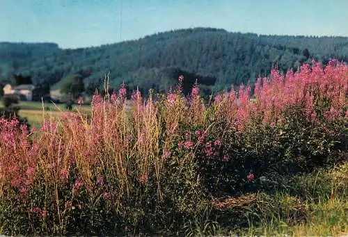 Belgium L'Ardenne Fleurie
