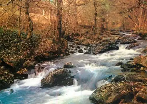 Belgium Les Ardennes pittoresques Ruisseau dans la foret en Automne