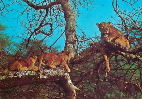 Belgium Beekse Bergen Tilburg lions safaripark