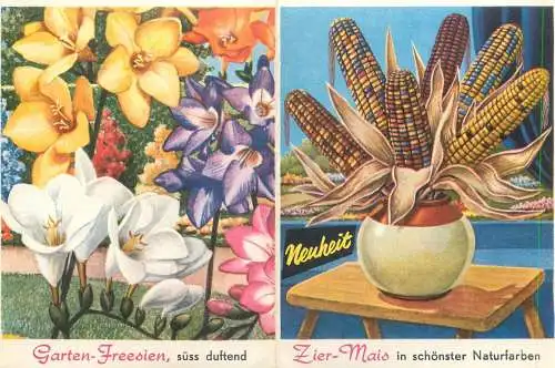 Advertising Garten-Fresien Zier-Mais J.C. Boot