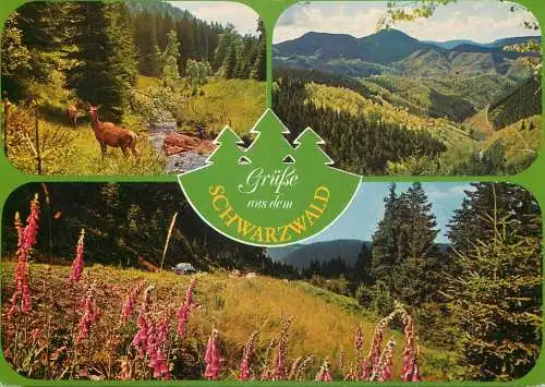 Germany Schwarzwald nature