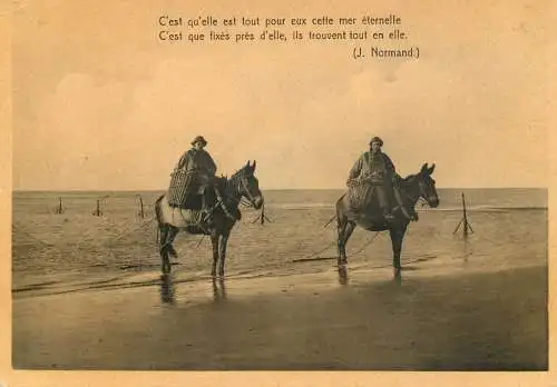 Belgium horse scene
