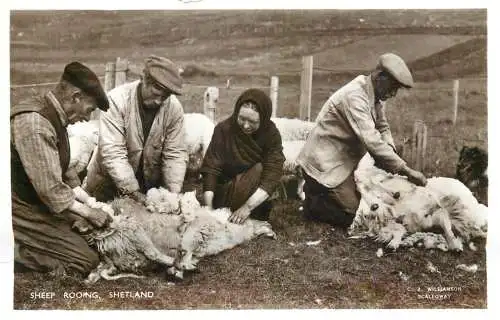Shetland sheep rooing