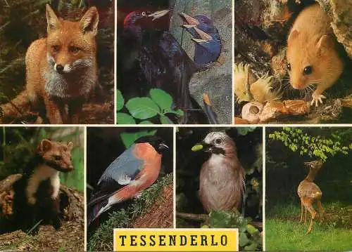 Belgium Tessenderlo