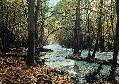 Belgium Han sur Lesse forest