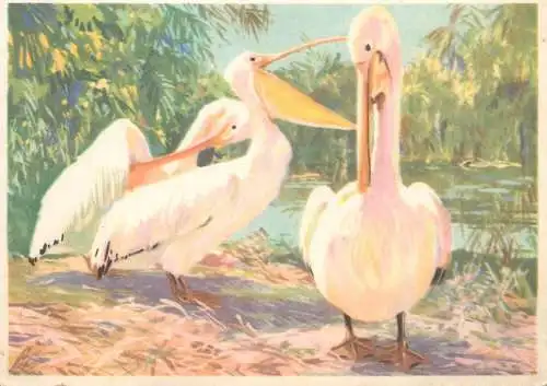 Old Paper Chromo Image Sanella Trade Card South America pelicans