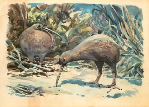 Old Paper Chromo Image Sanella Trade Card Australia - Kiwi bird