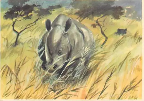 Old Paper Chromo Image Sanella Trade Card Africa attack of a rhinoceros