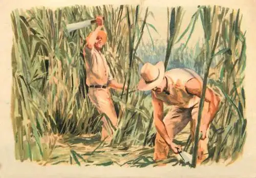Old Paper Chromo Image Sanella Trade Card Africa Sugarcane harvest