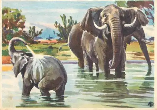 Old Paper Chromo Image Sanella Trade Card Africa Victoria lake elephants
